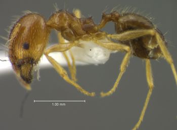 Media type: image;   Entomology 34185 Aspect: habitus lateral view